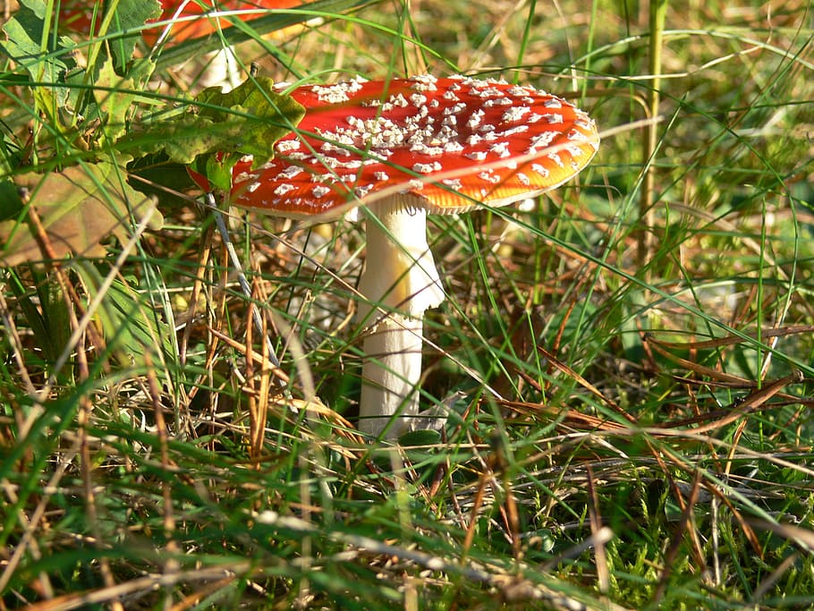 toadstool, mushroom, nature, poisonous, toxic, color, danger HD wallpaper