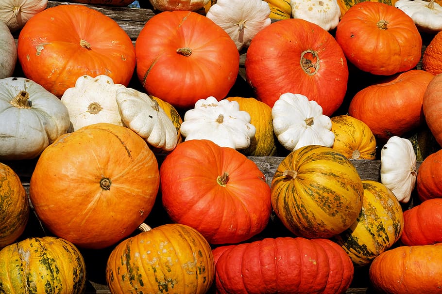 white, brown, and red squash lot, pumpkins, decorative squashes, HD wallpaper