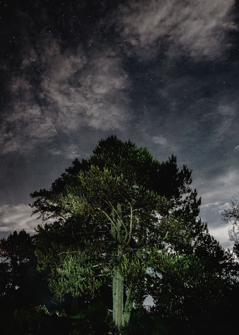 tree, tall, leaves, trunk, nature, sky, clouds, dark, stars HD wallpaper