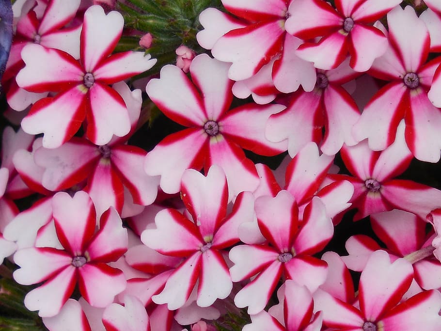 peppermint, verbena, leaf, green, white, plants, botany, garden HD wallpaper