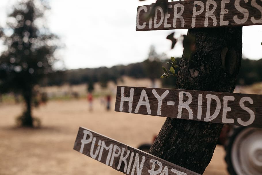 brown wooden road signage, three brown wooden signboards mounted on tree \ HD wallpaper