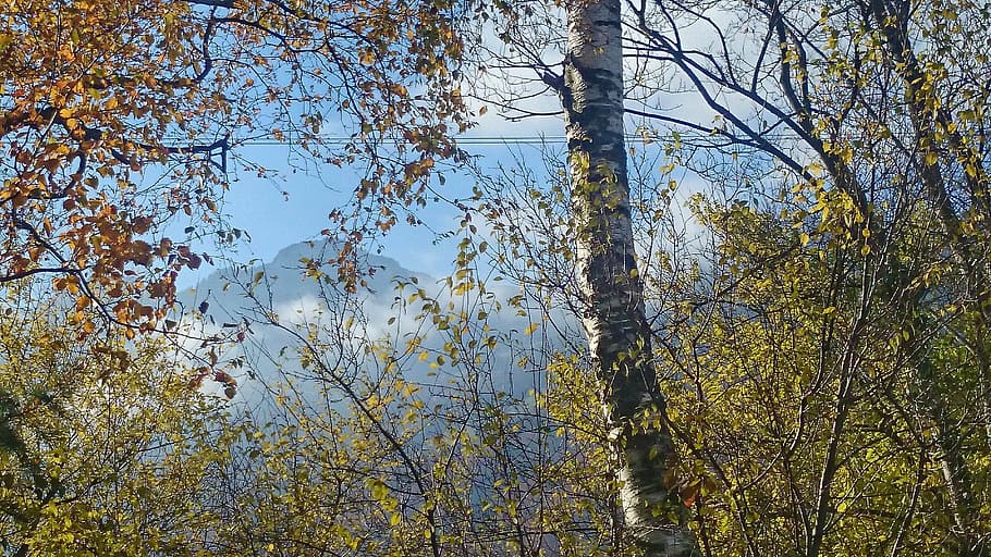 twigs, delicate, birch, autumn, morning, haze, thin, sunny HD wallpaper