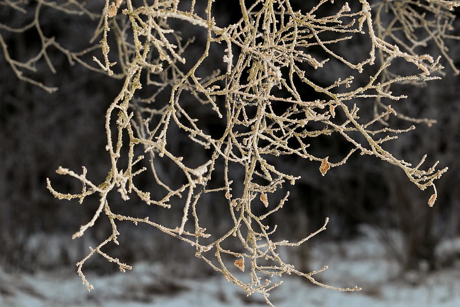 frost, winter, branch, tree, snow, nature, cold temperature HD wallpaper