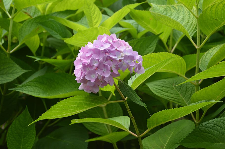 hydrangea, freshness, blossom, flower, garden, leaf, plant part HD wallpaper