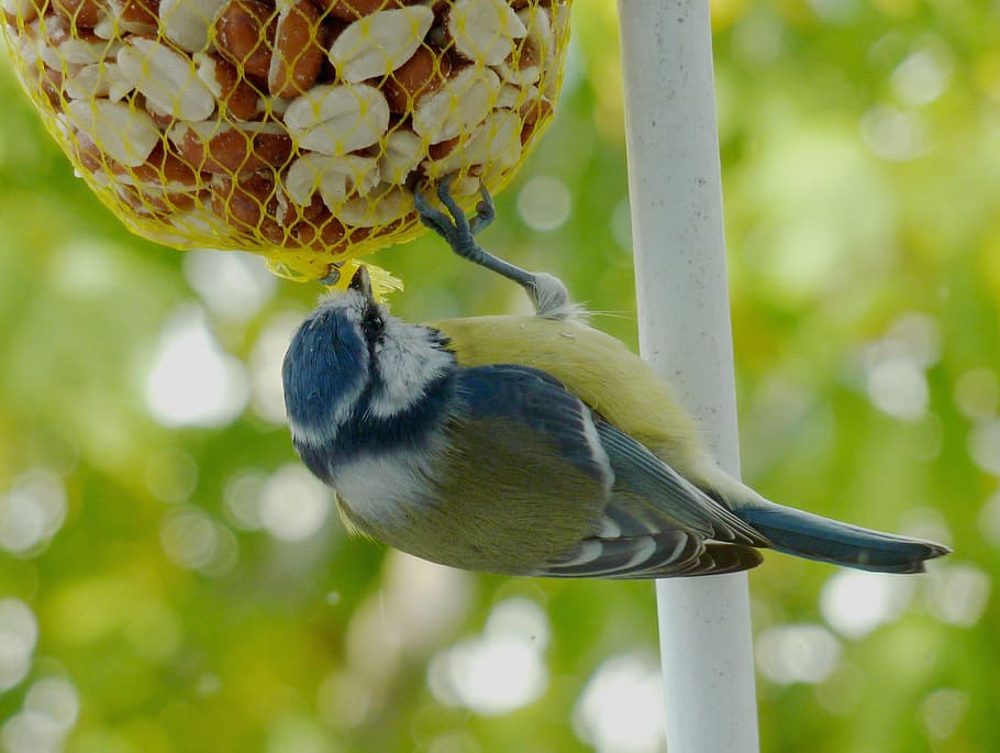 tit, bird, feather, blue tit, garden, animal, nature, fly, foraging HD wallpaper