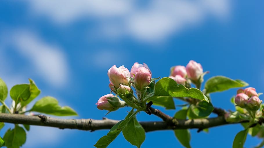 sky, tree, landscape, perspective, log, summer, flowers, aesthetic HD wallpaper