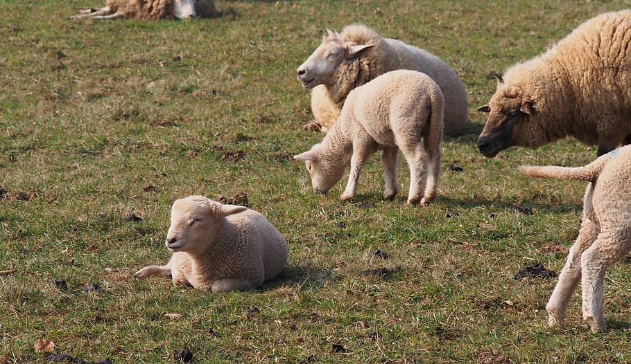 sheep, lamb, lambs, easter, animal, wool, spring, group of animals HD wallpaper