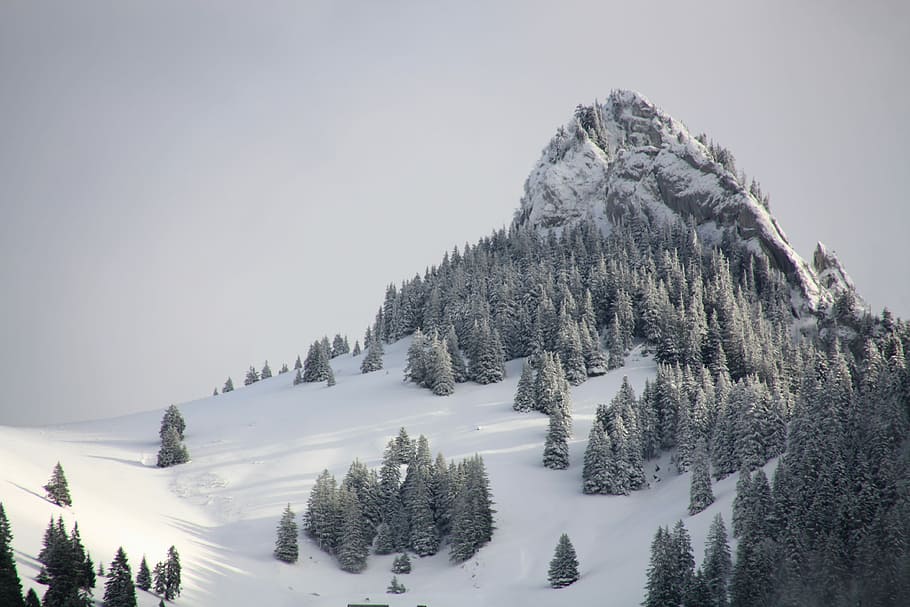pine trees on mountain with white snow during daytime, snow-covered mountain and pine trees HD wallpaper