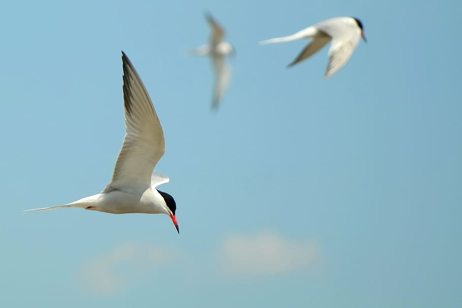 swallows, bird, flying, flight, sky, wing, feather, dom, water bird HD wallpaper