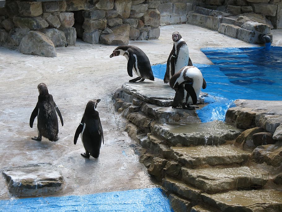 water, penguin, penguins, steps, group, bird, animal, animals HD wallpaper