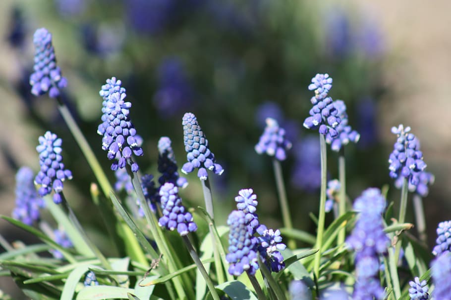 spring, flower, bloom, purple, green, grass, garden, beautiful HD wallpaper