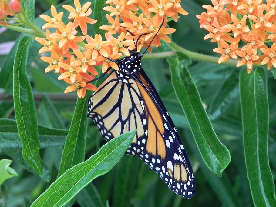monarch butterfly, milkweed, insect, nature, garden, invertebrate, HD wallpaper