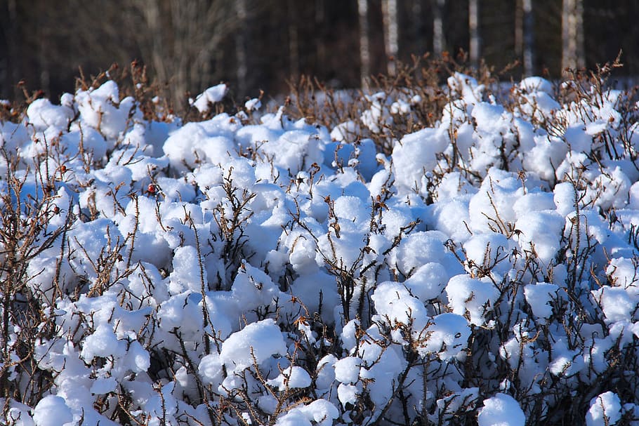 snow, winter, cold, beautiful, white, unique, dalarna, tallberg HD wallpaper