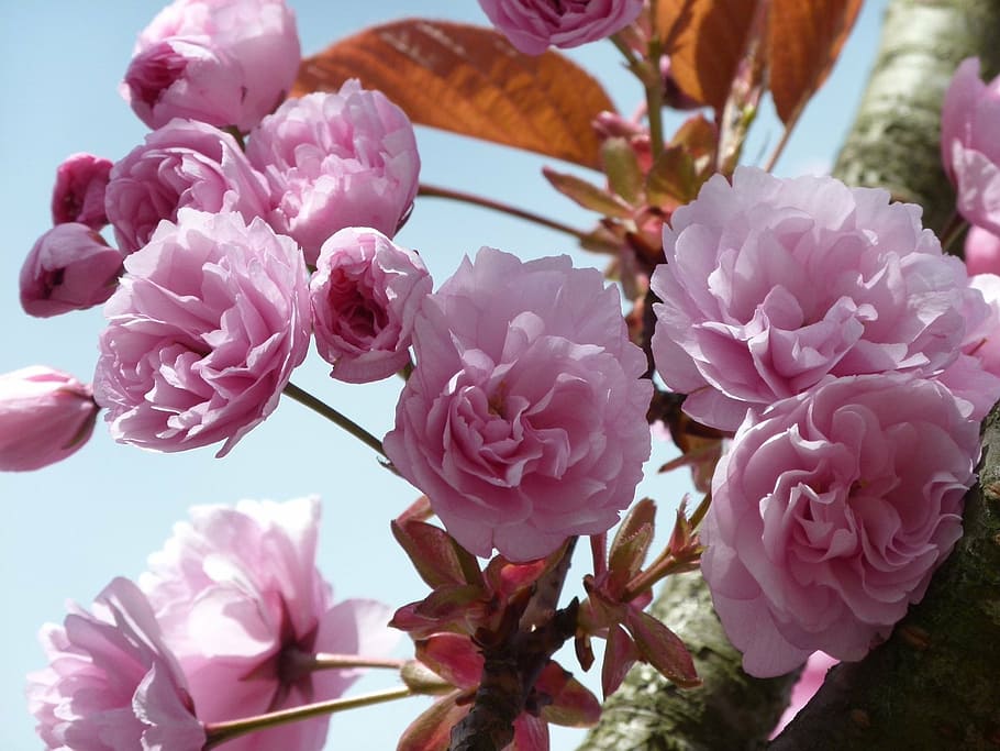 cherry blossom, sky, tree, pink, spring, nature, branch, flower HD wallpaper