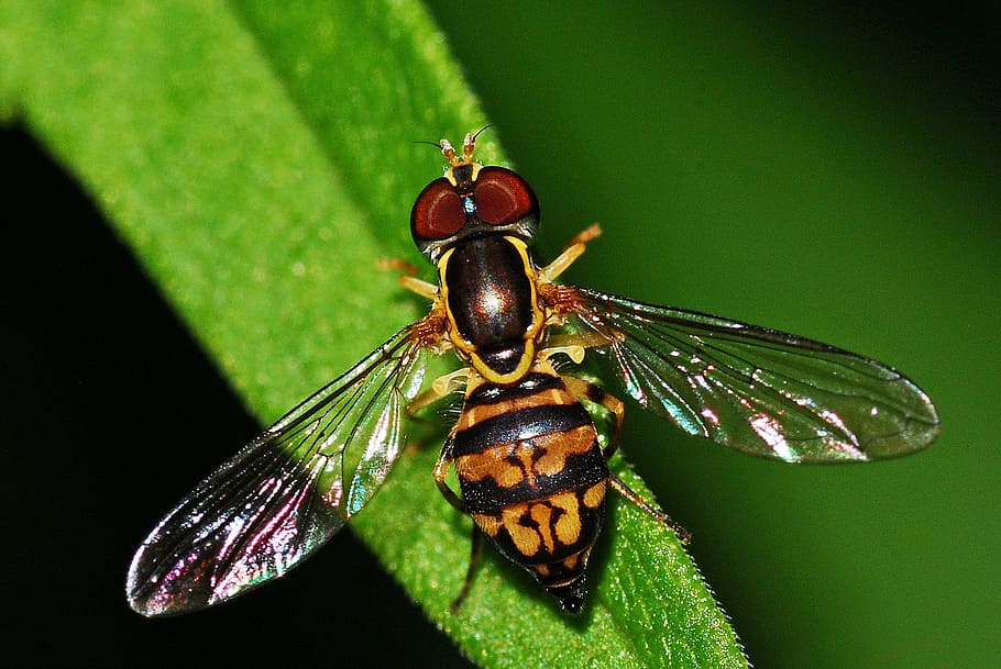 Hoverfly, Insect, Syrphid, Macro, invertebrate, close, colorful HD wallpaper