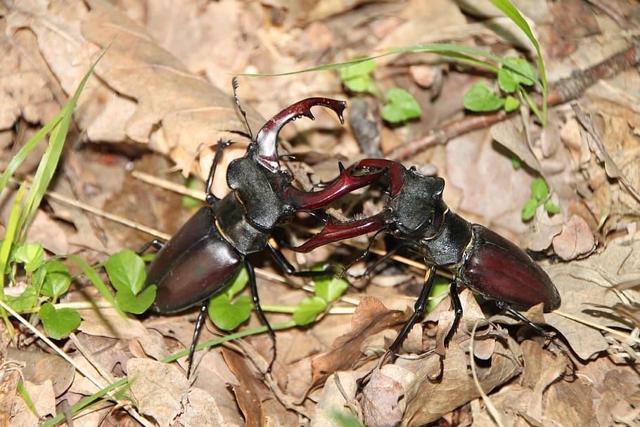 Beetles, Cervus, Fighting, Lucanus, Stag, insects, animal wildlife HD wallpaper
