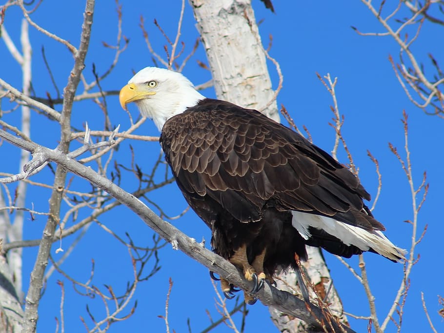 black and white American eagle on tree, bald eagle, perched, raptor
