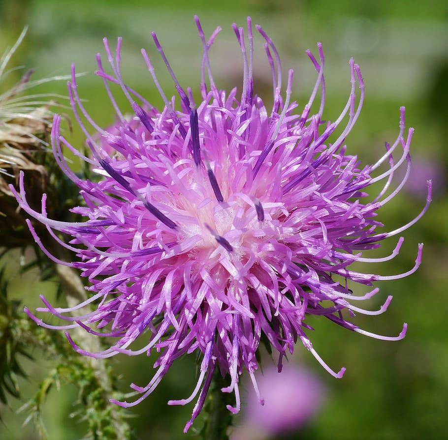 blossom, bloom, thistle, bizarre, alpine region, plant, purple HD wallpaper