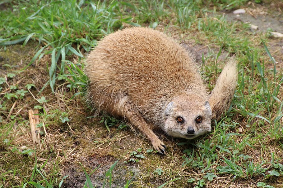 mongoose, eyes, face, animal wildlife, one animal, animals in the wild HD wallpaper