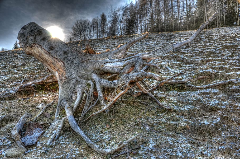 tree, root, hdr, land, nature, plant, no people, forest, winter HD wallpaper