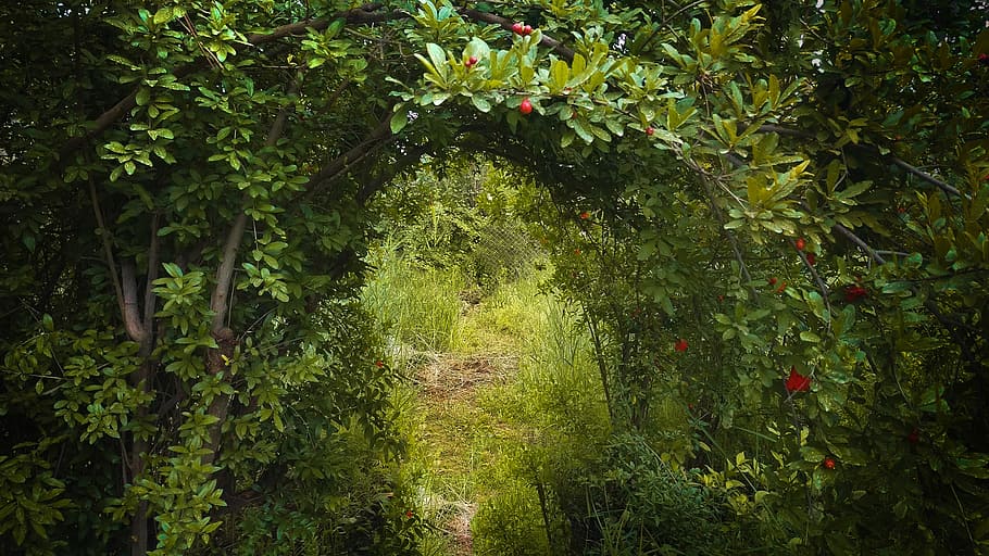 the, green, orchard, growth, plant, green color, tree, beauty in nature HD wallpaper