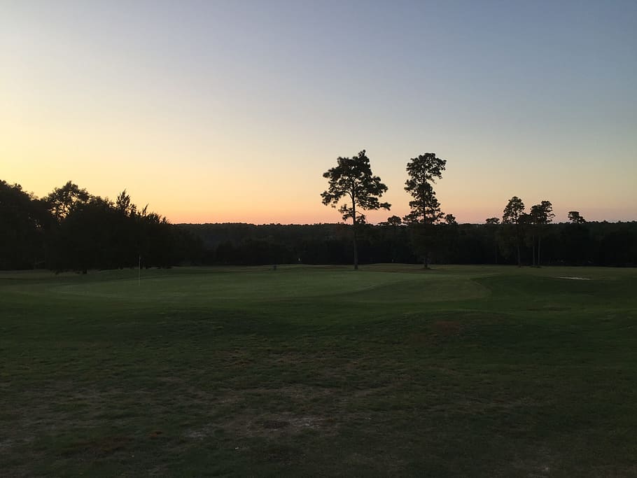 HD wallpaper golf course, evening sun, fairway, tree, sky, plant