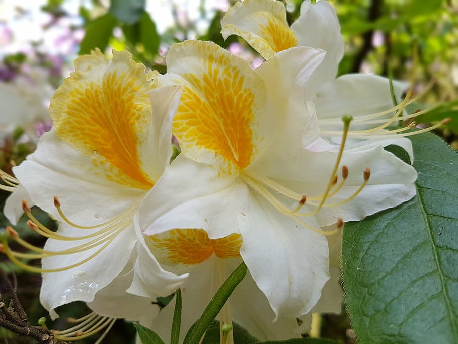 flowers, spring, azaleas, flowering plant, beauty in nature HD wallpaper