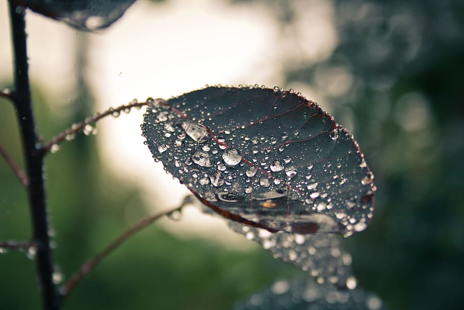 nature, raindrop, leaf, close-up, plant, water, wet, focus on foreground HD wallpaper