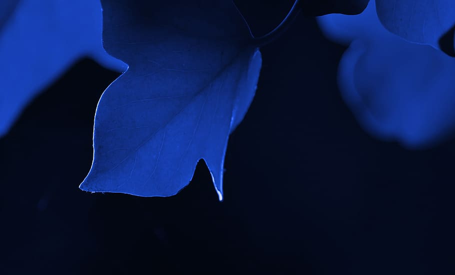 blue leafed plant on black background, green, ranke, entwine HD wallpaper