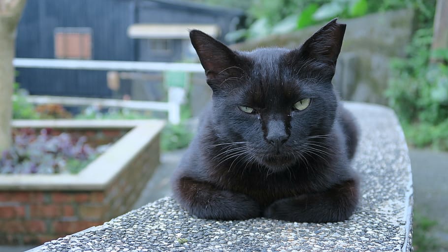 cute, cat, animal, one animal, pets, mammal, domestic, domestic animals HD wallpaper