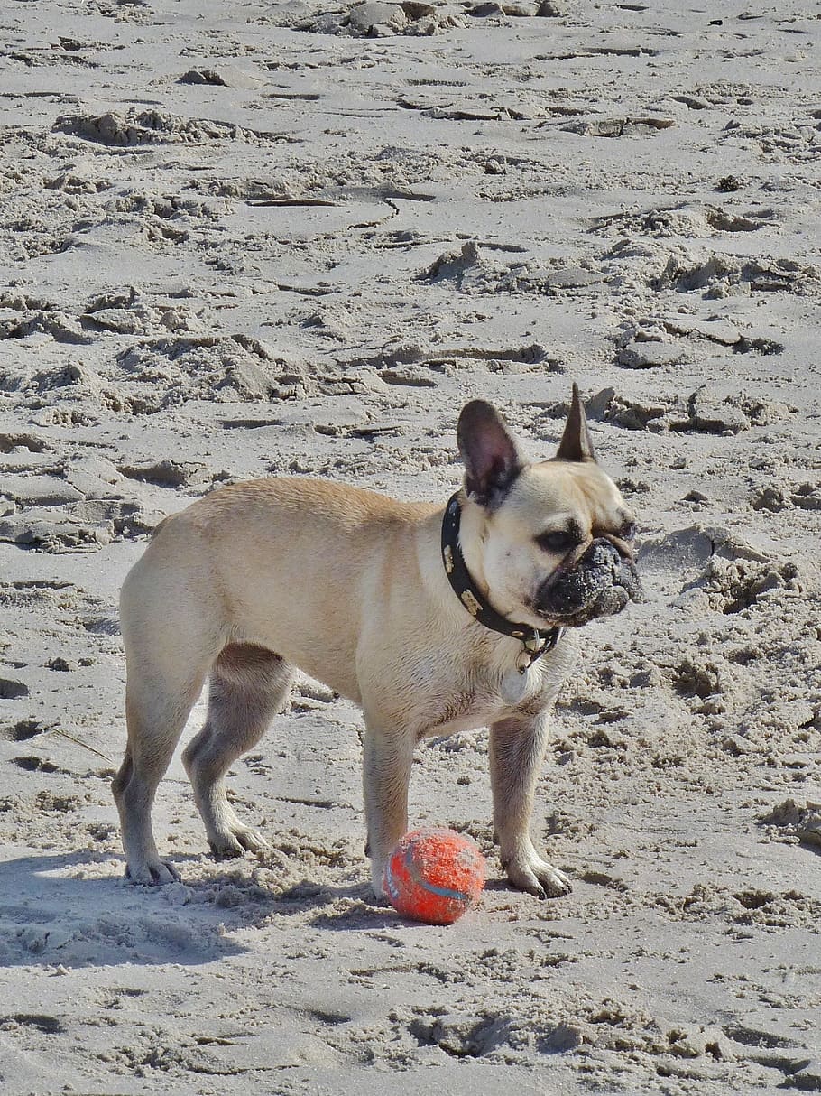 pug, small, beige, beach, sand, small dog, cute, pet, lap dog HD wallpaper