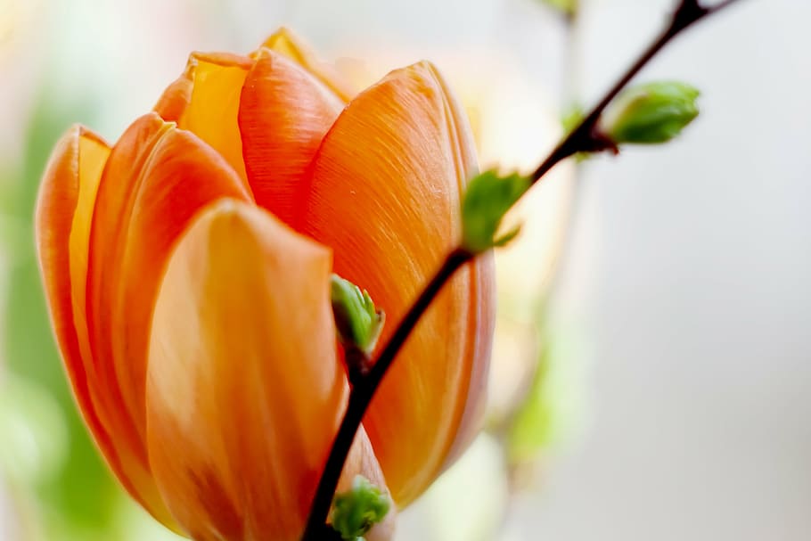 tulip, macro, orange, blossom, bloom, nature, plant, flower, HD wallpaper