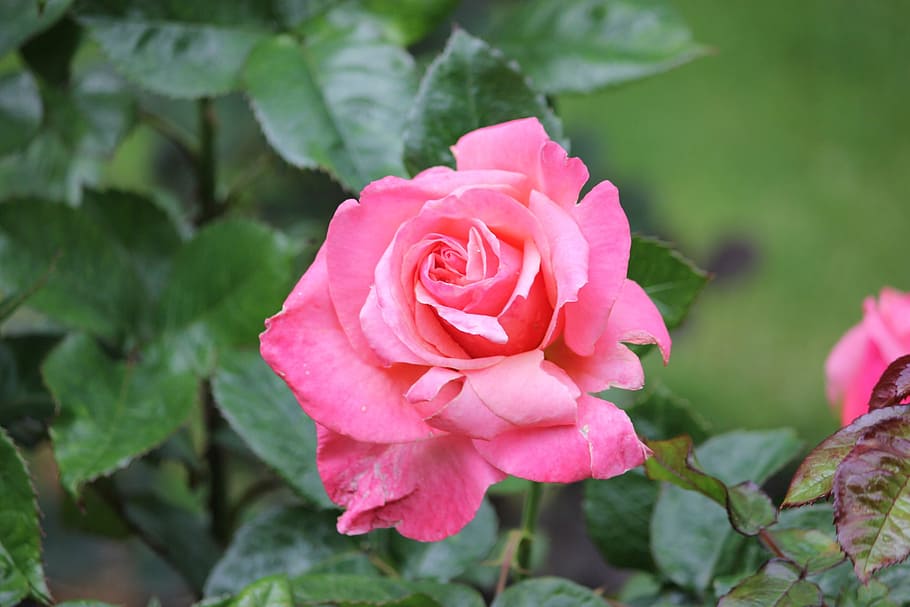 rose, wild, red, red rose, wild rose, wild red rose, flower HD wallpaper