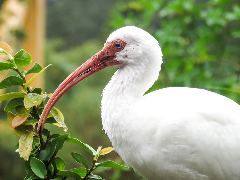bird, beak, animal, animal themes, animal wildlife, animals in the wild HD wallpaper