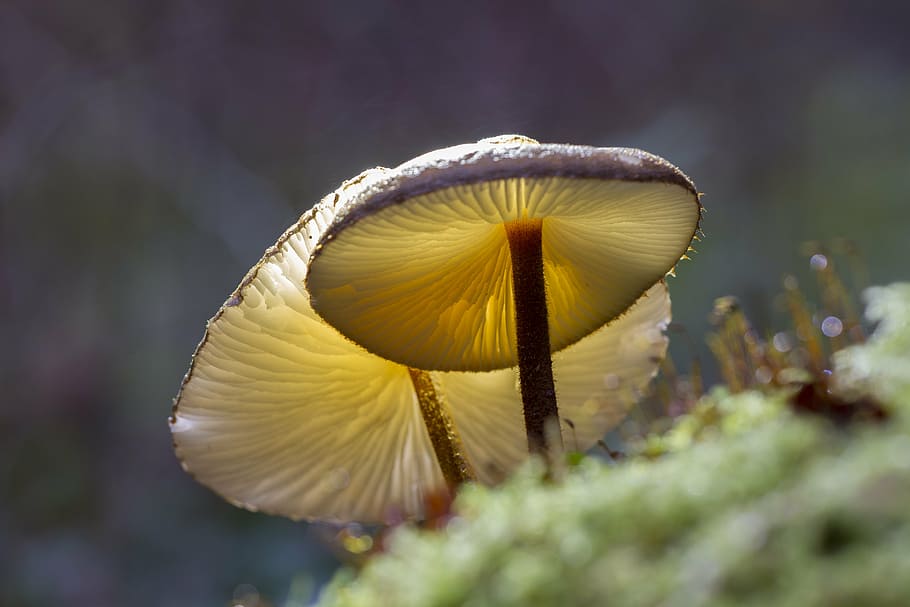 mushroom, moss, forest, close, fungus, plant, close-up, freshness HD wallpaper