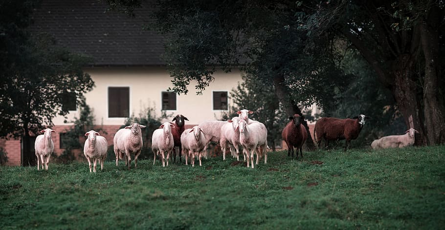 farm, animals, sheep, flock, brown, nature, agriculture, mammal HD wallpaper
