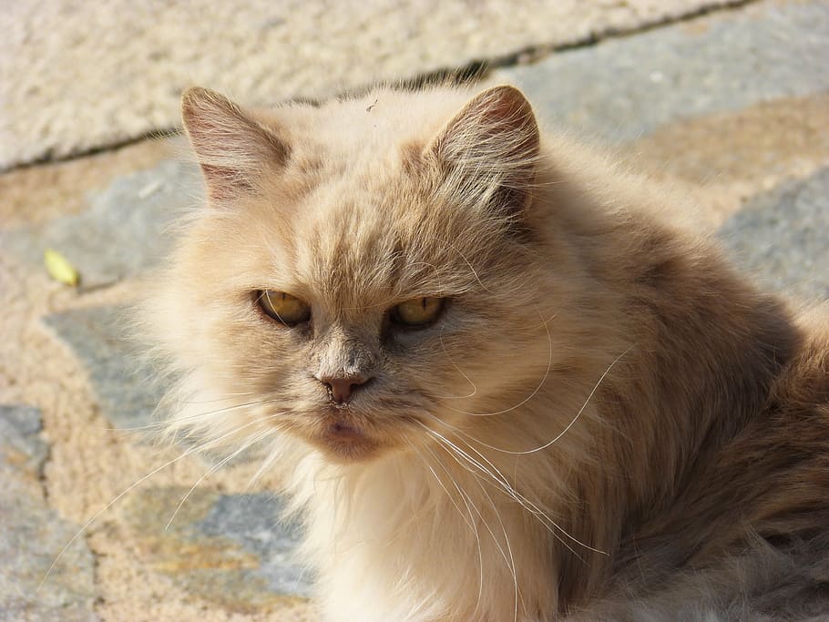 persian cat, look, mammal, animal themes, domestic, one animal HD wallpaper