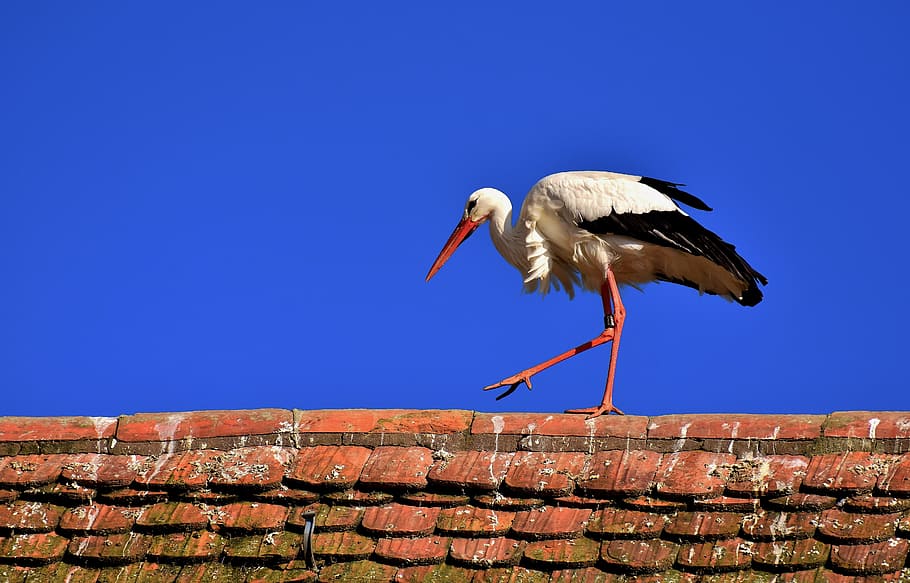 white and black stork on brick wall during daytime, bird, fly HD wallpaper