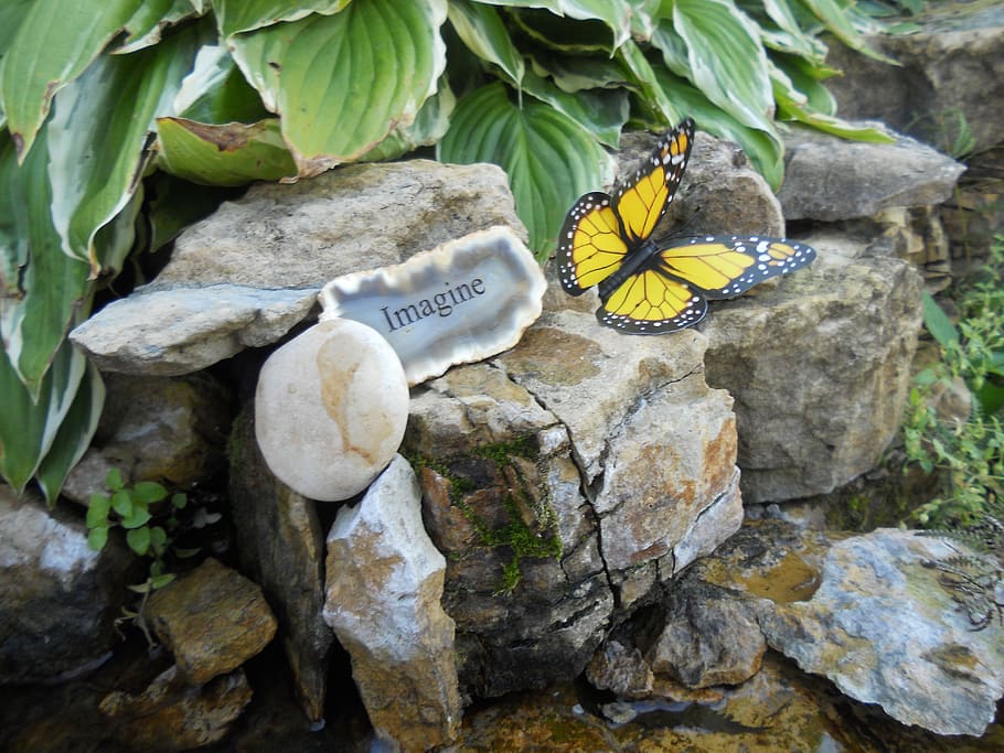 imagine, rock, butterfly, animal wildlife, animals in the wild HD wallpaper