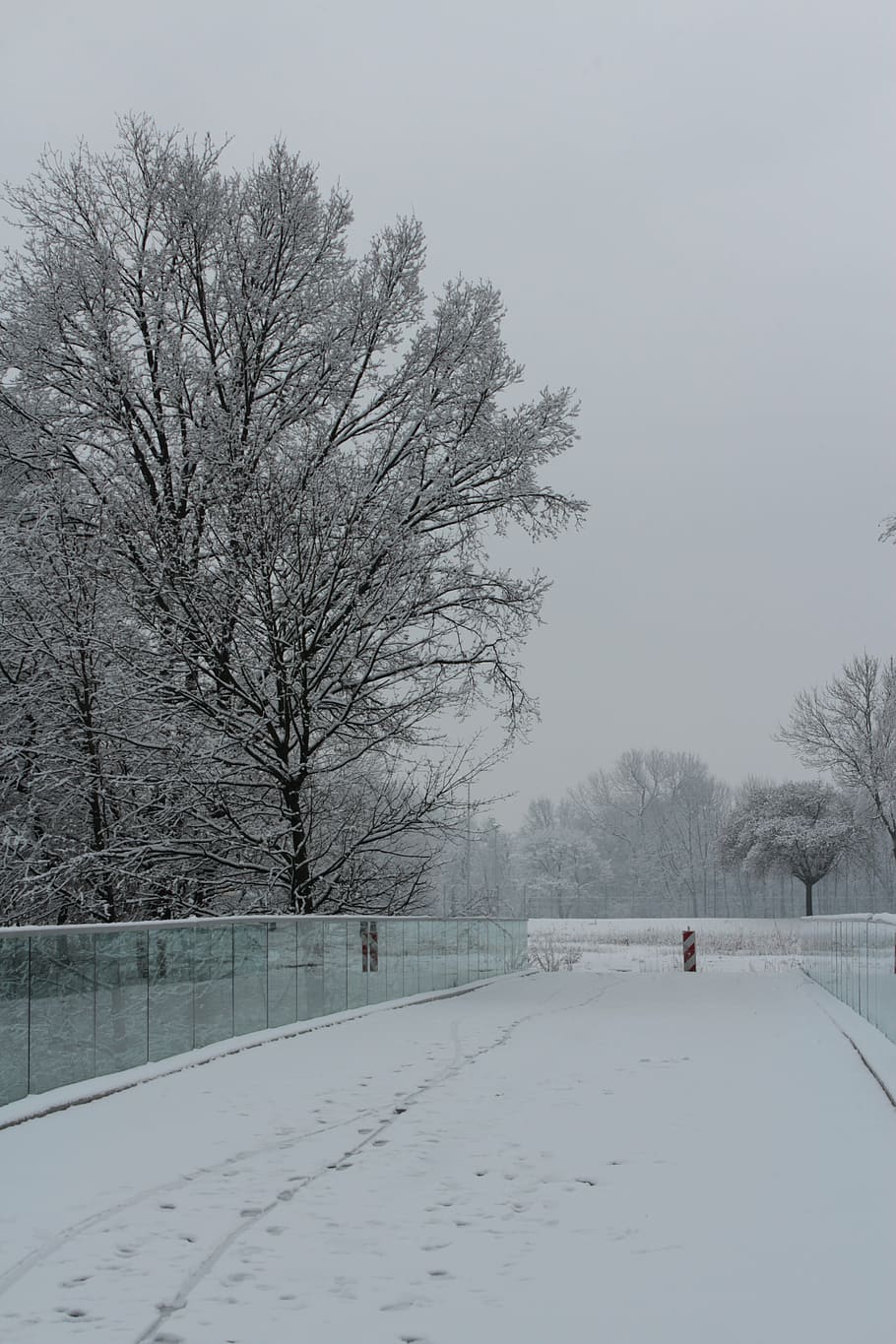 winter, away, white, snow, trees, nature, cold, winter mood HD wallpaper