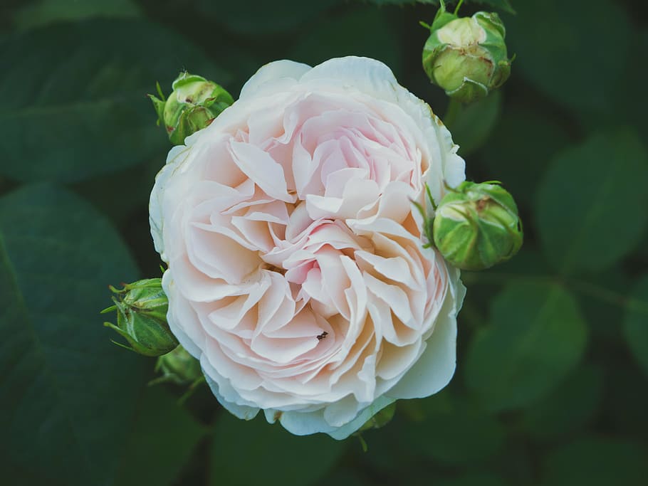 selective focus photography of white peony flower, closeup HD wallpaper