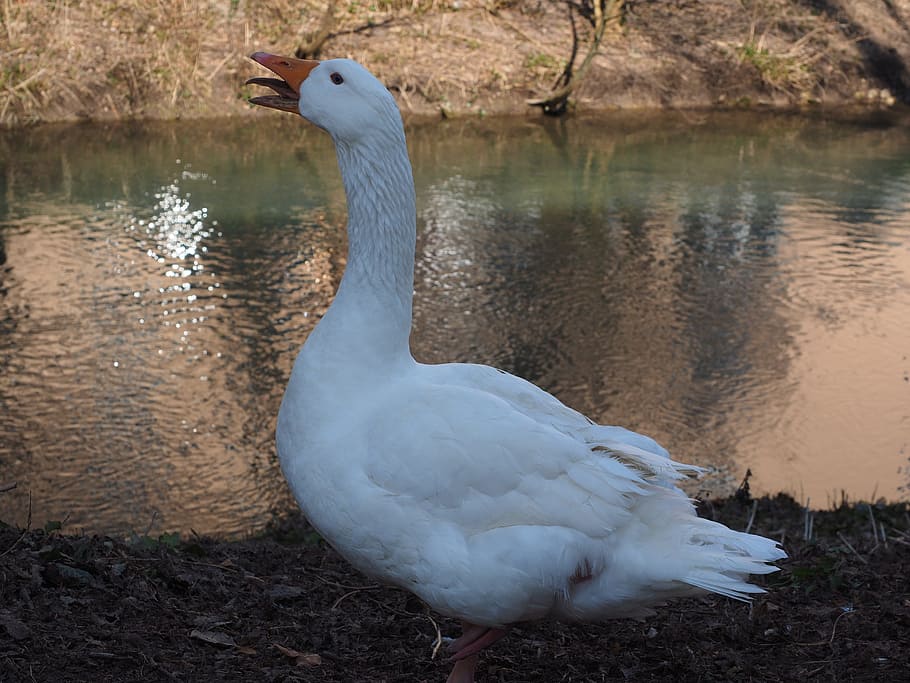 goose, scream, attention, animal, white, livestock, bird, poultry, HD wallpaper