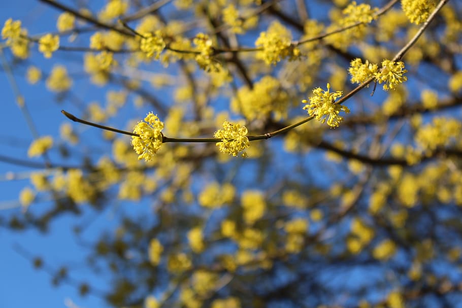 spring, spring fresh, flowers, blue sky, tree, branch, nature HD wallpaper