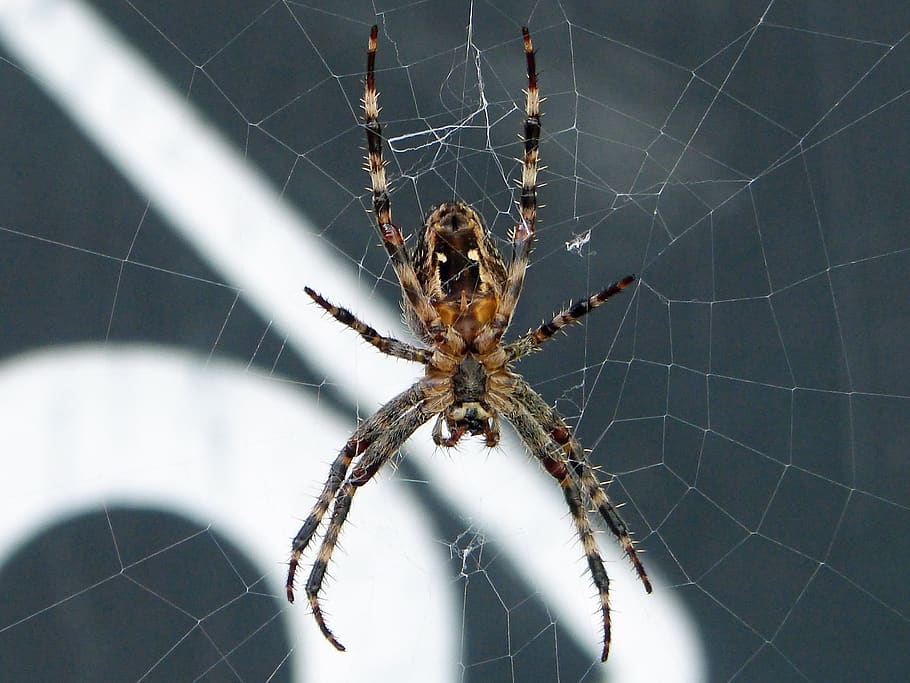 spider, web, close up, animal themes, spider web, one animal HD wallpaper