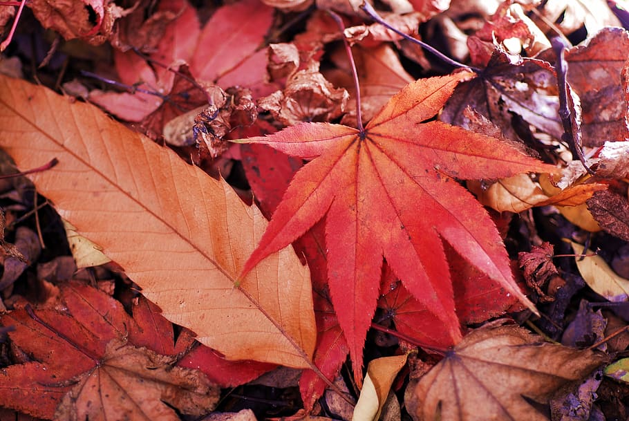 Maple Leaf, Autumn, Leaves, change, outdoors, nature, day, plant part HD wallpaper