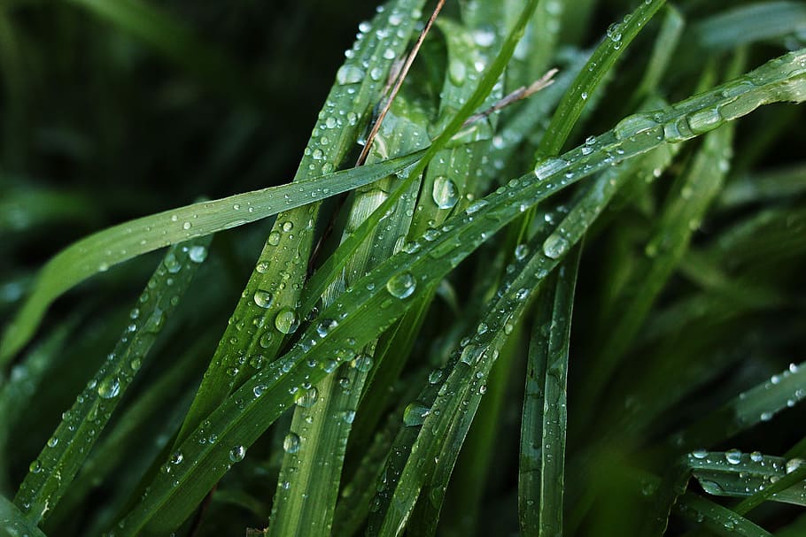 Grass, Green, Green, Water, Close, Nature, summer, natural HD wallpaper