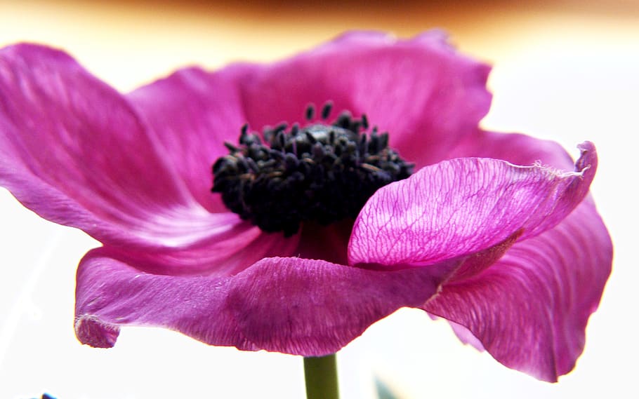 blossom, bloom, flower, bee, close, nature, daisies, pollination HD wallpaper