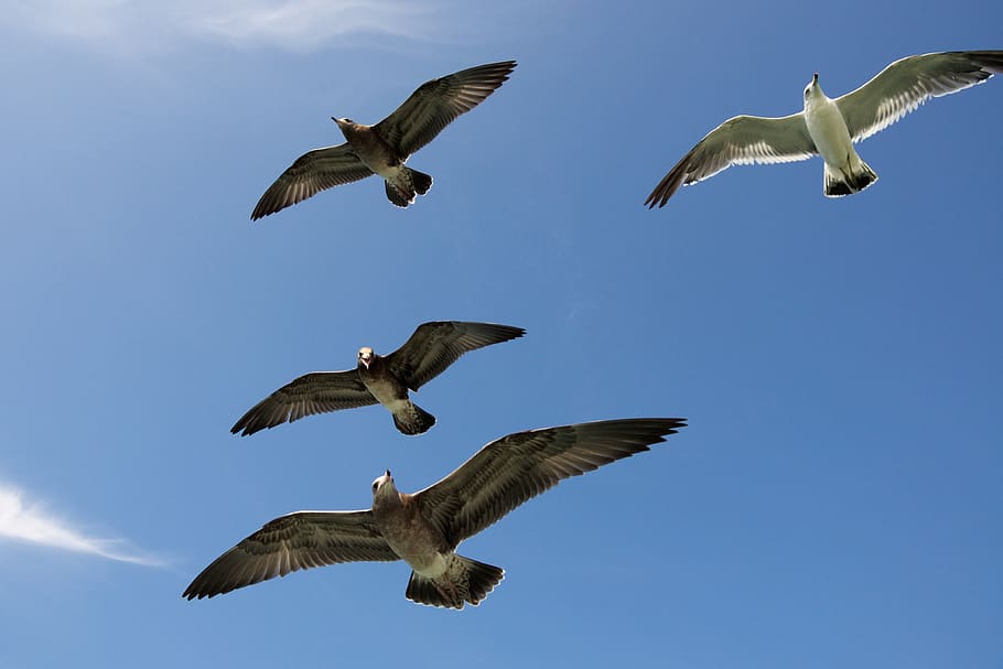 seagulls, seabird, flying, flight, laridae, formation, larus, HD wallpaper
