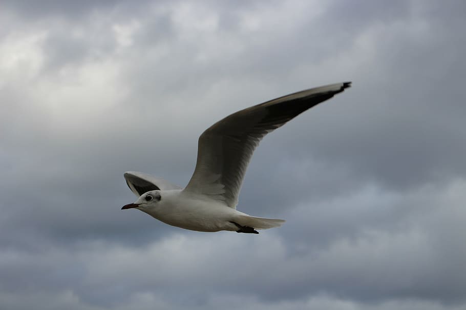 clouds, sky, landscape, nature, dark clouds, flight, fly, steering wheel HD wallpaper
