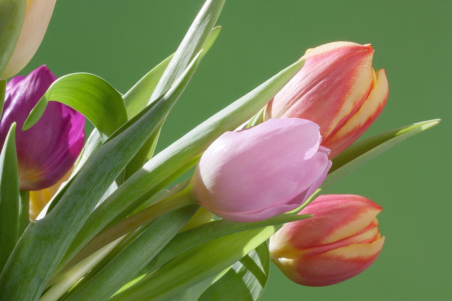closeup photography of pink, orange, and purple tulip flowers HD wallpaper